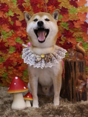 20241113ススムくん